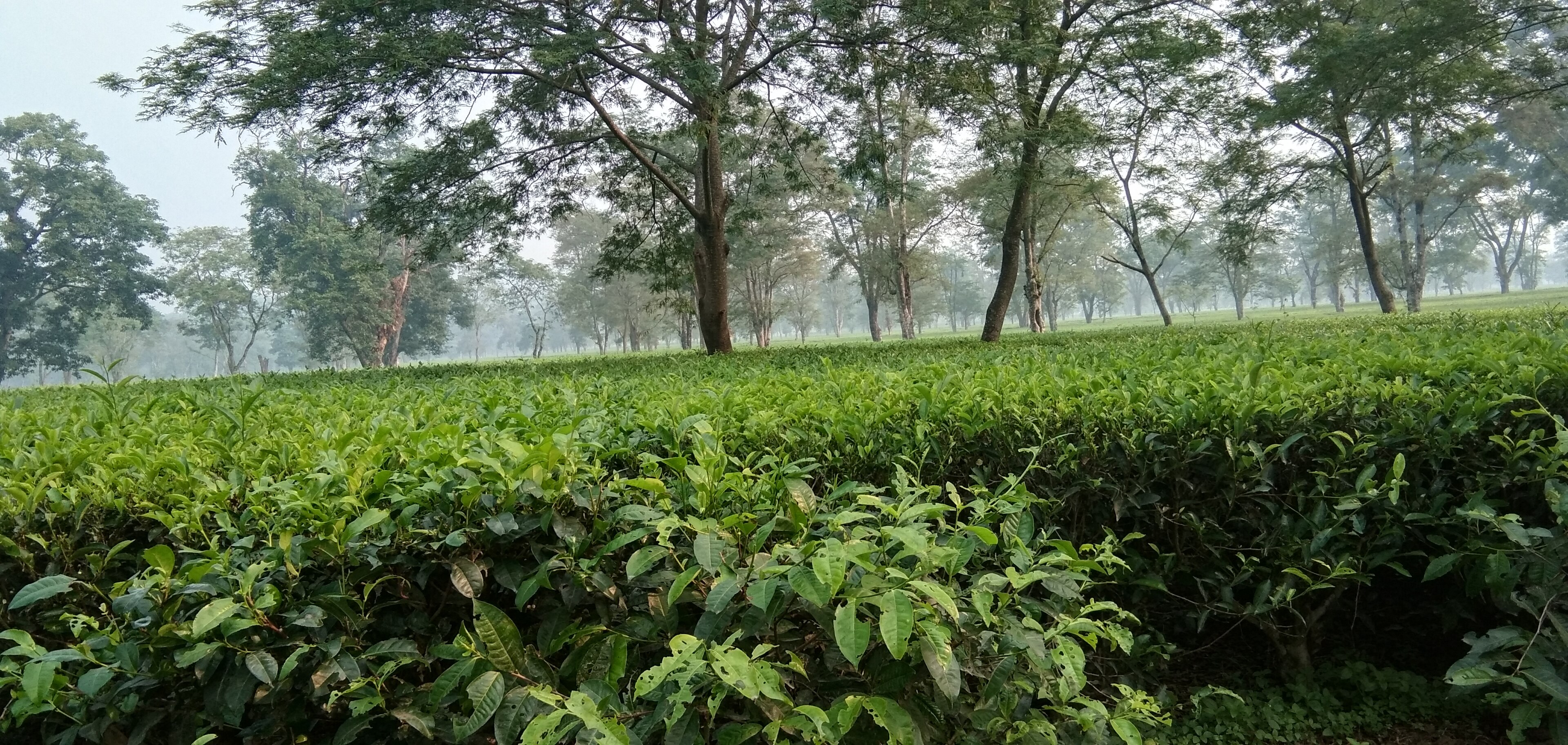 Tea garden terraces on the hills of Ilam, eastern Nepal